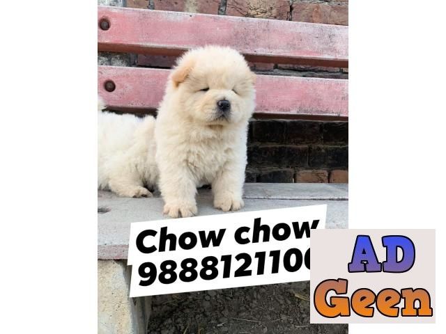 used Chow chow puppy buy and sell in jalandhar phagwara chandigarh for sale 